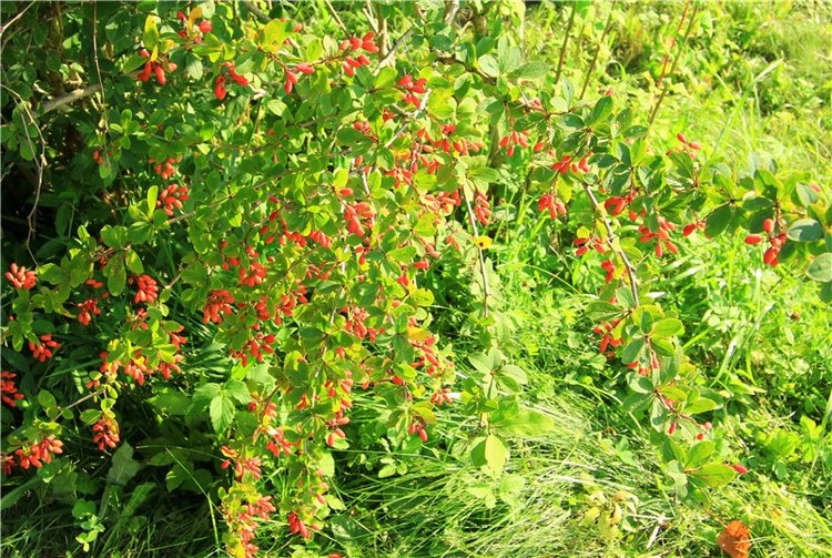 Августовская прогулка в Берново. Zwergnase Mischa