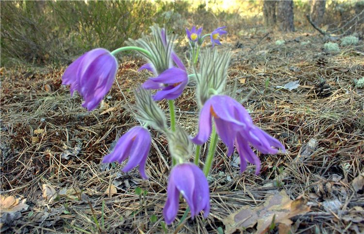 Джиджи на Орше. BJD Gigi от Meadow Dolls (фото 8)