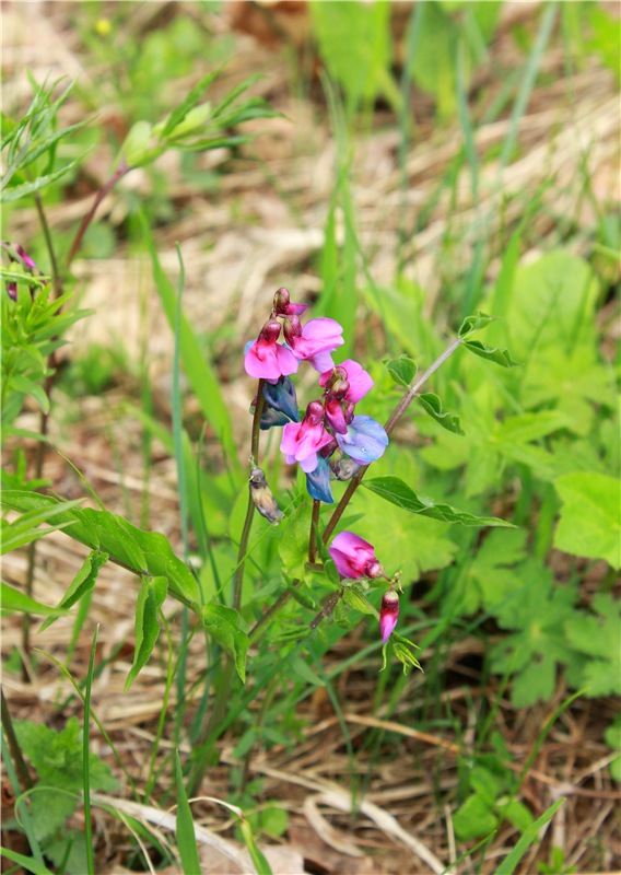 Женя-путешественница — Советские винтажные куклы (СССР): Ленигрушка