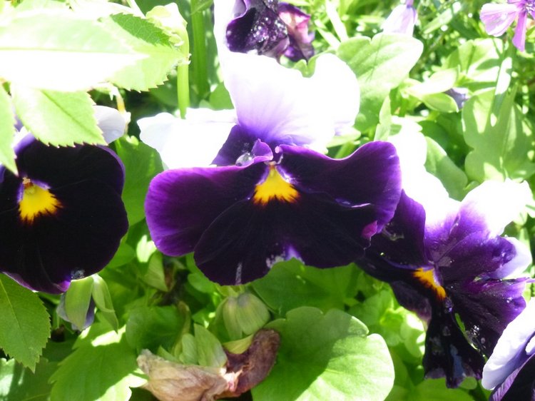 Сочи-Адлер: Южное Взморье - Мои любимые куколки на отдыхе