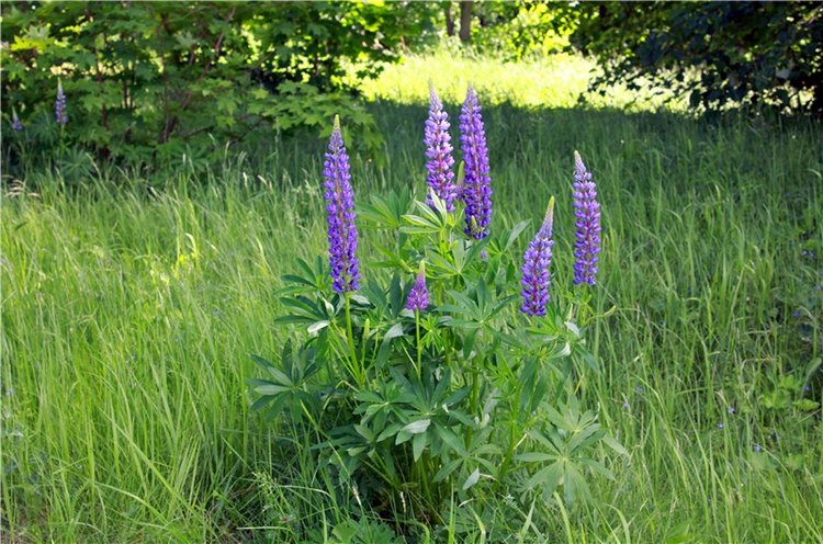 Я к Вам лечу воспоминаньем...Пушкинский праздник поэзии в Берново, 2019 год