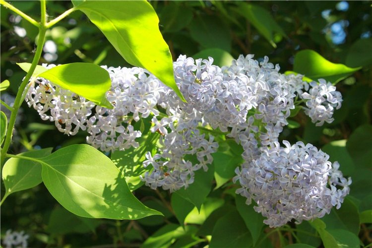 Я к Вам лечу воспоминаньем...Пушкинский праздник поэзии в Берново, 2019 год