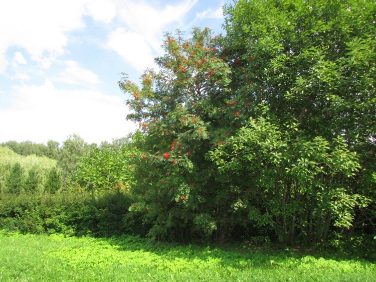 Малышня на прогулке в Бирюлёвском дендропарке