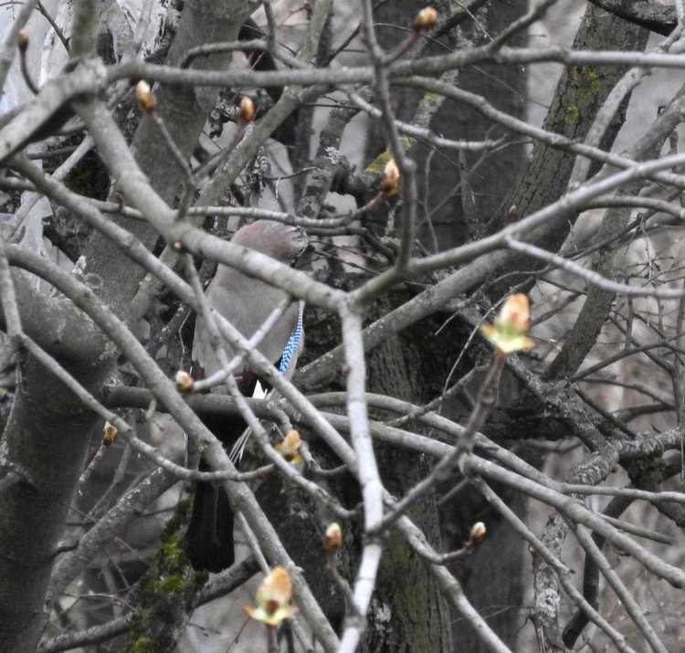 Сойки во дворе — Интересное и необычное: фотоподборки (фото 3)