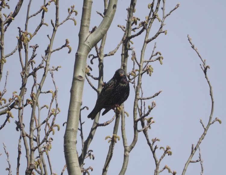 Сойки во дворе — Интересное и необычное: фотоподборки
