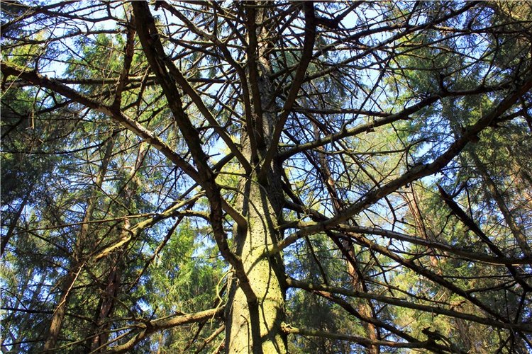 Савватьева Пустынь, Тверская область