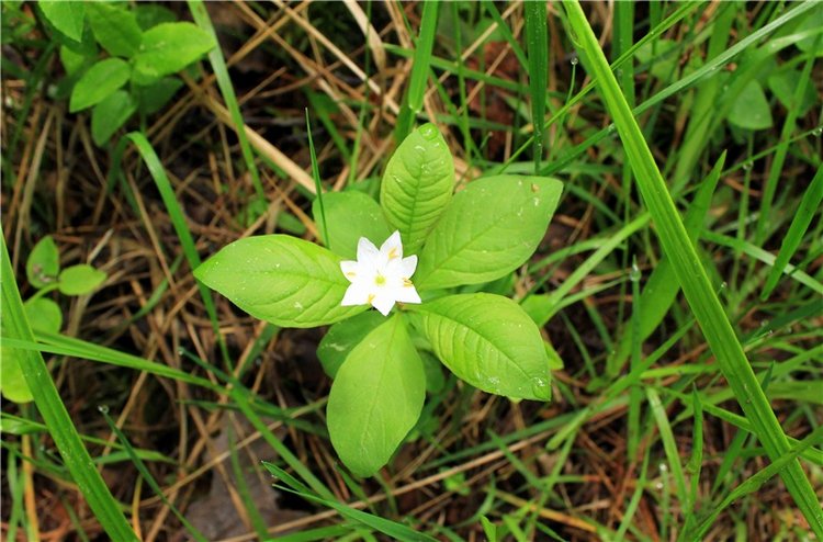 Ландышевый Лес. Twinkles Ella Chocolate