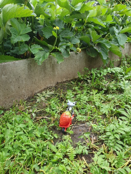 Лягушонок превращается в... мышонка (фото 8)