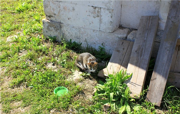 Тайны Древней Старицы — Культура
