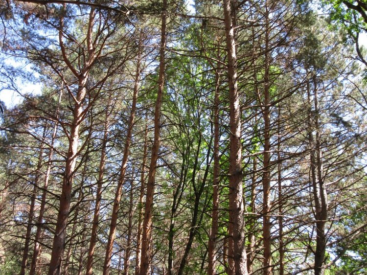 Горячее солнышко Кисловодска