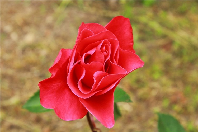 Путешествие Виолы в Усадьбу Знаменское-Раёк