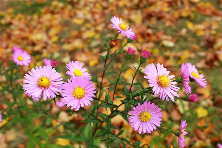 Золотая Осень в Берново с Имани. Mini Imani от Kaye Wiggs