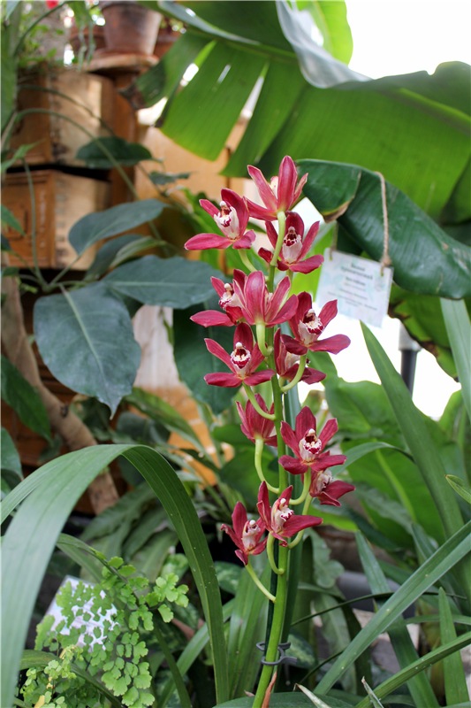 Тверской Ботанический Сад, продолжение | Бэйбики Тверской Ботанический Сад, продолжение