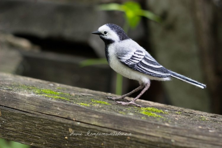 Белая трясогузка — Валяные игрушки из шерсти: сухое валяние