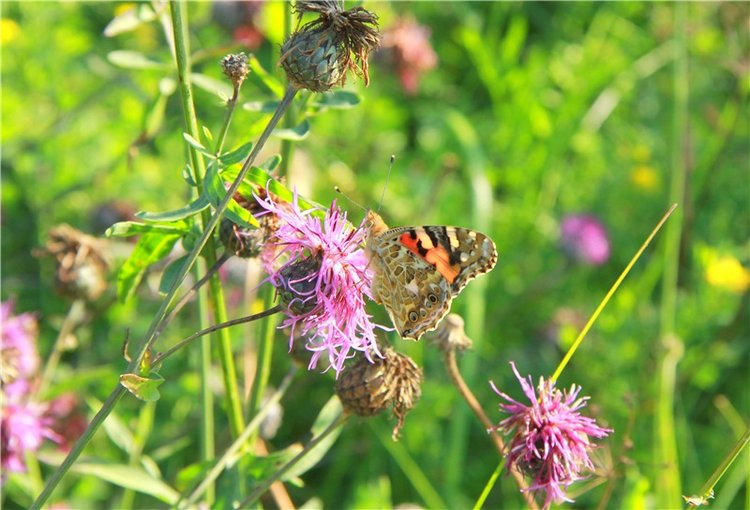 Инопланетянка Нийя. Custom Blythe Doll UFO Go Go Takara