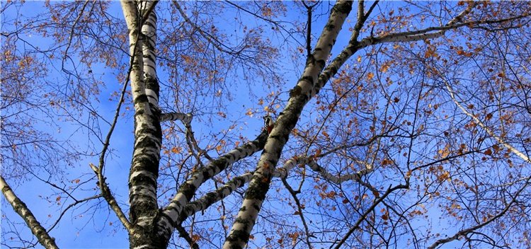 Ромашковый октябрь. Zwergnase Mischa