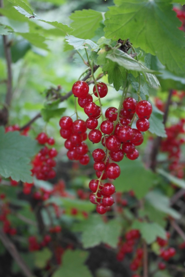 Мои куклы Kidz'n'Cats. Леночка 2015 (фото 2)