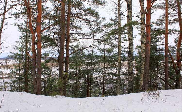 Бейли и Дий. Mini Bailey SK от Meadow dolls