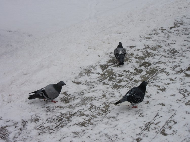 Кисловодские приключения. Шо, опять