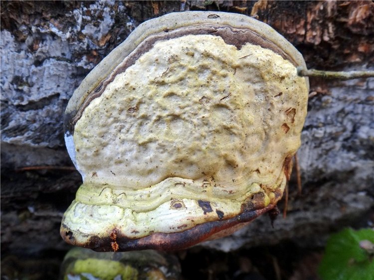 23 февраля - расцвели синие подснежники