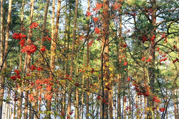 Осенняя прогулка Tammy в лесу