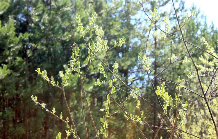 Долгая дорога к Волге. Custom Blythe Doll UFO Go Go Takara