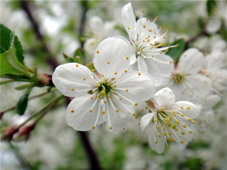 Просто Весна — Красивая природа и цветы: фото пейзажей