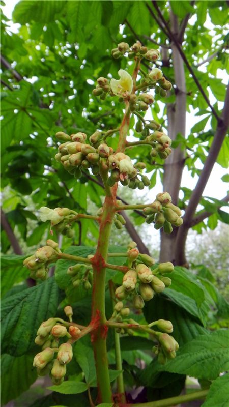 Просто Весна — Красивая природа и цветы: фото пейзажей