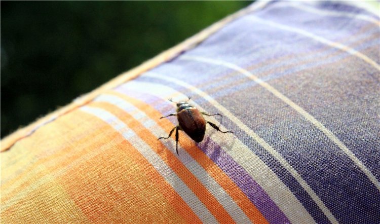 Ромашковый Июнь — Куклы Meadow dolls (Медовушки): BJD (БЖД)