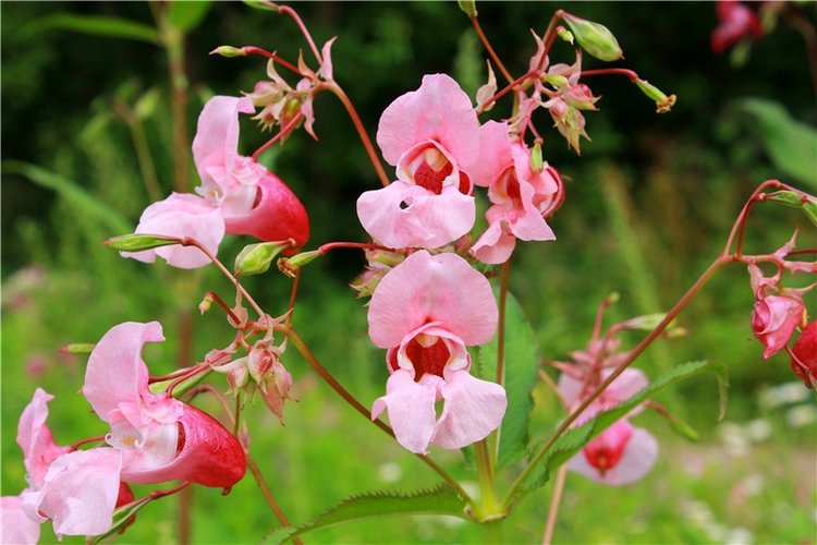 Июльское путешествие в Старицу, продолжение