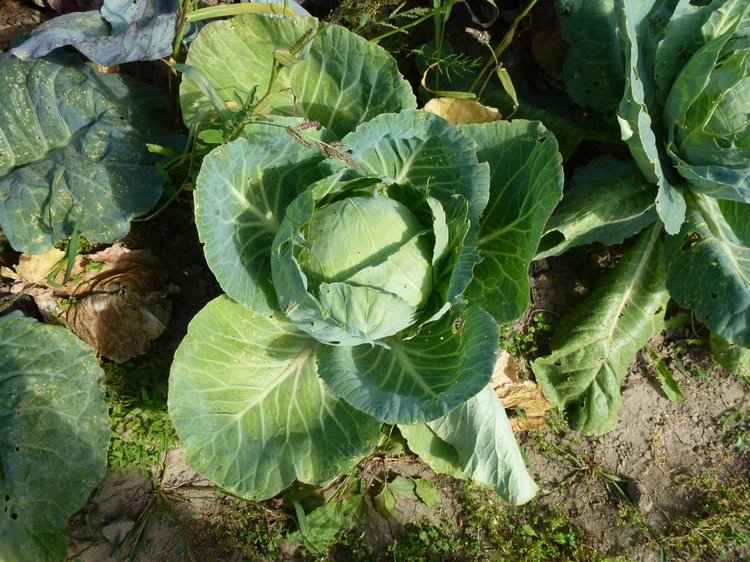 Отдых в деревне с Джой — Туризм и путешествия: фотоотчеты из поездок