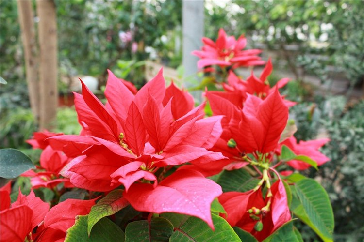 Выставка тюльпанов в Твери, продолжение