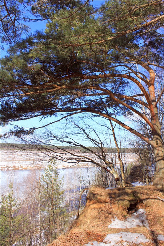 Весна в "Саду Камней" | Бэйбики Весна в "Саду Камней" — Куклы Meadow dolls (Медовушки): BJD (БЖД)