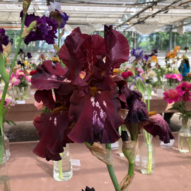 Тони Старк: приключения без брони. И снова Аптекарский огород | Бэйбики Тони Старк: приключения без брони. И снова Аптекарский огород