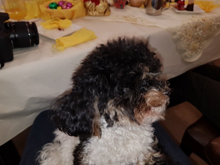 Пасхальная встреча в магазине кукол! Часть 5. Вихтели