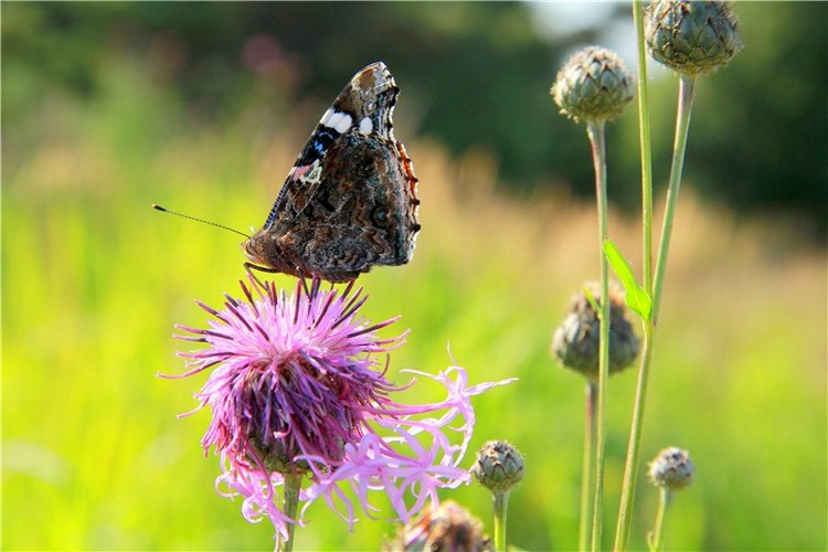 Инопланетянка Нийя. Custom Blythe Doll UFO Go Go Takara