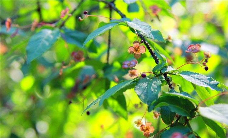 Августовская прогулка в Берново. Zwergnase Mischa