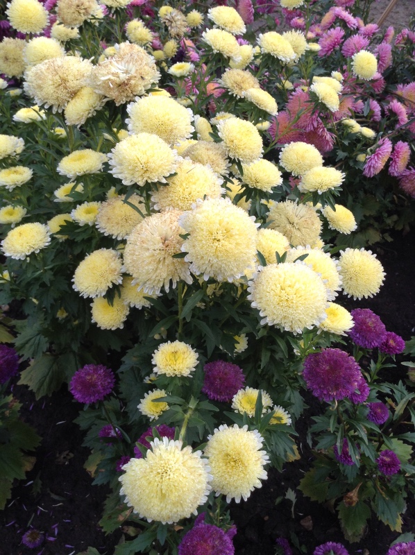 Аптекарский огород сегодня. ч.5. Грибной фестиваль