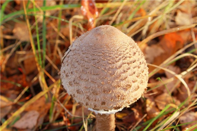 Ромашковый октябрь. Zwergnase Mischa