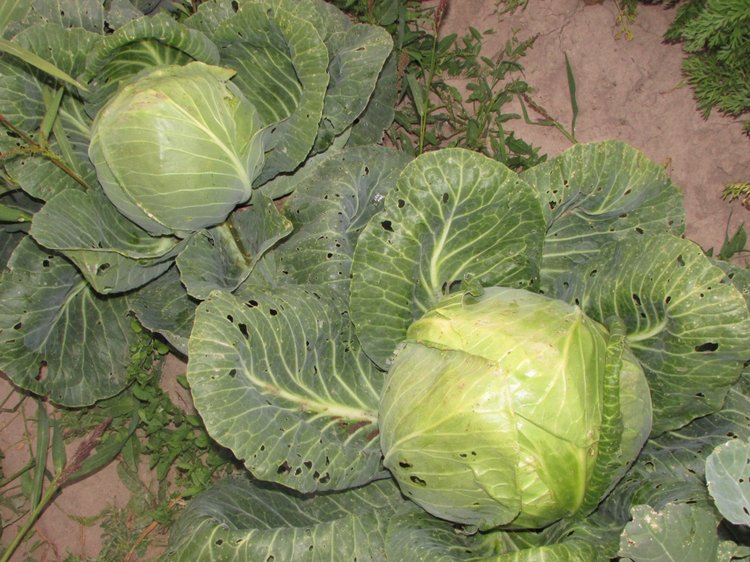 Путешествие в Нижегородскую область - часть 3 - Тимошка на усадьбе