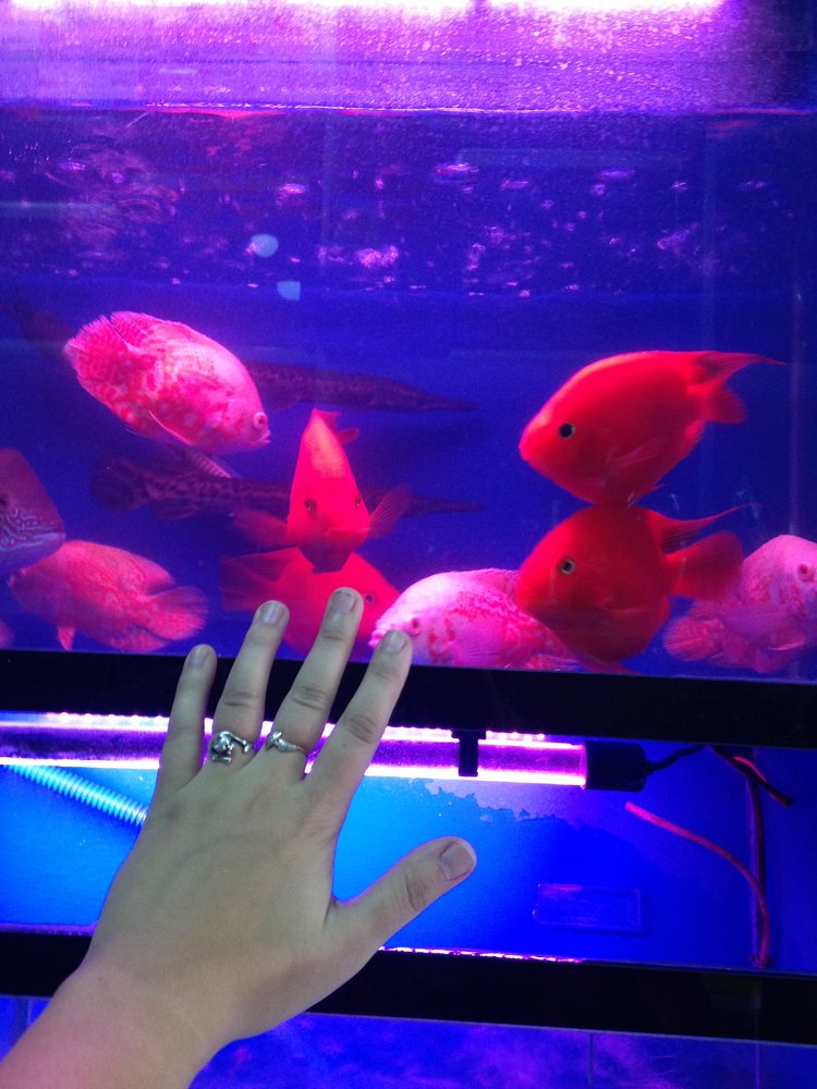 Прогулка по Китаю-2 (обзор цен на игрушки, животных, шмотки, еду)