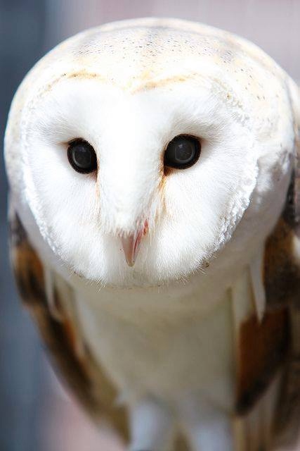 Любительские и профессиональные фотографии Сов (выпуск 2)