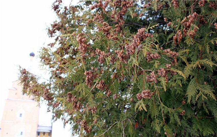 Рождественская Старица — Туризм и путешествия: фотоотчеты из поездок