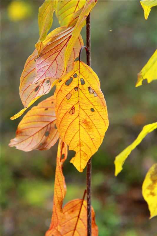 Осенняя прогулка Tammy в лесу