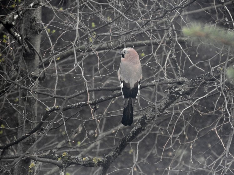 Сойки во дворе — Интересное и необычное: фотоподборки