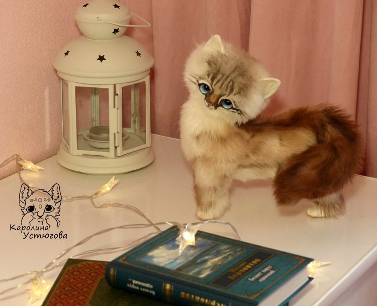 Котенок породы : Невский Маскарадный, окрас сил тэбби пойнт