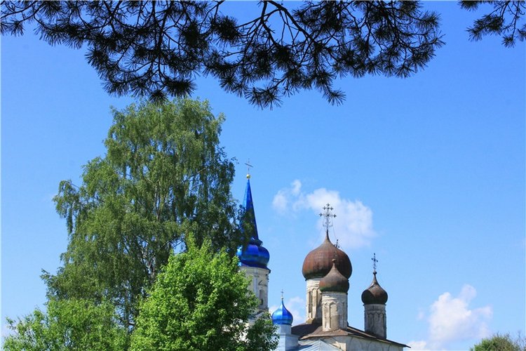 Иванишинская сосна — Культура