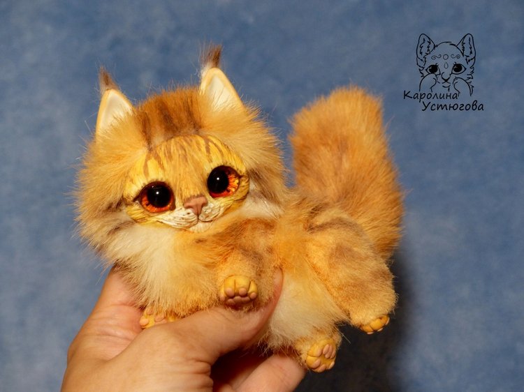 Карманный котеночек породы: Мейн-Кун