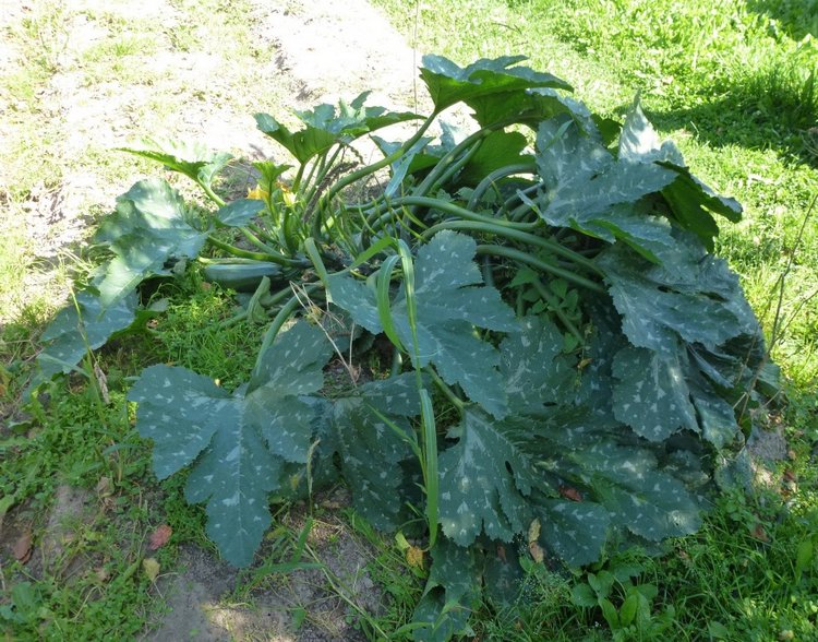 Отдых в деревне с Джой — Туризм и путешествия: фотоотчеты из поездок (фото 8)