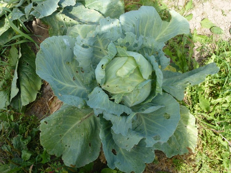 Отдых в деревне с Джой — Туризм и путешествия: фотоотчеты из поездок